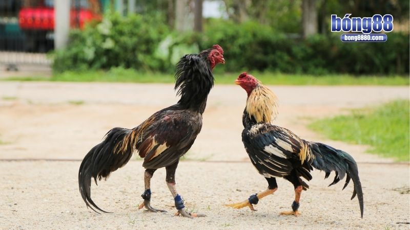 Đá Gà Bong88 Đá gà cựa sắt được sư kê yêu thích bậc nhất