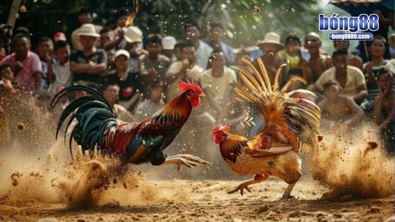 Đá Gà Bong88 Kinh nghiệm bắt kèo đá gà bong88 chuẩn kinh kê