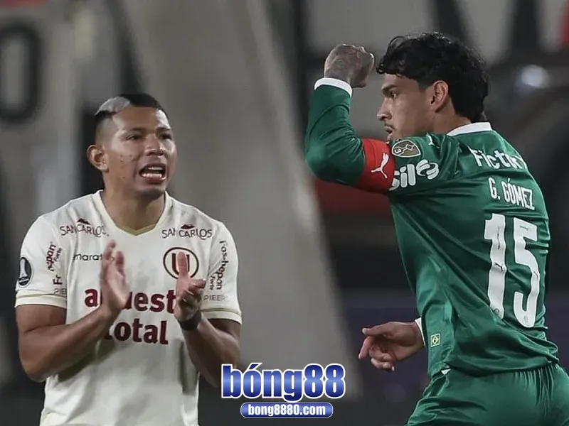 Đội tuyển Palmeiras đang được đánh giá cao hơn