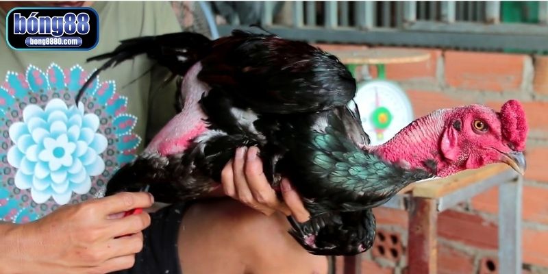 Bí quyết làm cổ gà chọi to, săn chắc và mạnh mẽ từ sư kê bí quyết làm cổ gà chọi to