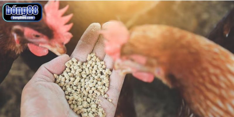 Hướng dẫn cách làm cho gà mau ra cựa từ sư kê khoa học Chế độ ăn uống khoa học giúp gà ra cựa nhanh chóng