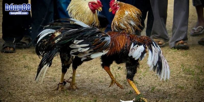 Luật chơi rất đơn giản
