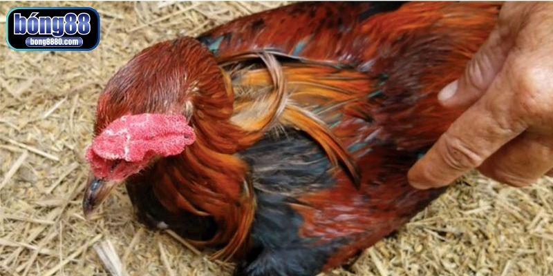 Nhận biết dấu hiệu kịp thời để phục hồi gà bị suy nhược