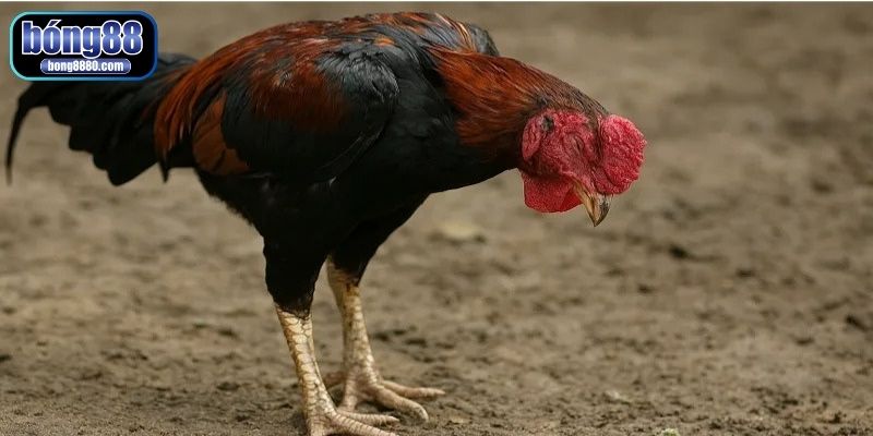 Phục hồi gà bị suy nhược