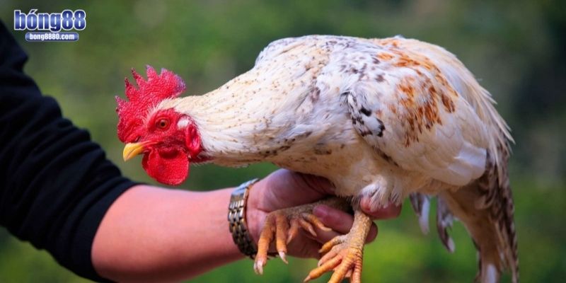 Quan sát thể trạng chiến kê